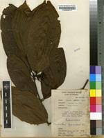 Image result for Oxyanthus speciosus