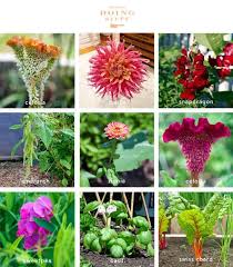 This plant can grow easily without soil and it blooms with delicate beautiful flowers. Growing A Cutting Garden Flowers Greenery Vegetable Choices The Art Of Doing Stuff