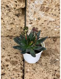 Ecco per voi un lunghissimo elenco di piante e fiori, con tante foto, che hanno la caratteristica peculiare di avere bellissimi fiori azzurri, che coloranno con le loro fioriture il vostro giardino, il vostro terrazzo o perchè no il vostro appartamento. Vendita Pianta Grassa Echeveria Piante Grasse Online Mondo Piante