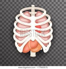 Check out our rib cage diagram selection for the very best in unique or custom, handmade pieces the rib cage protects the organs in the thoracic cavity, assists in respiration, and provides support for. Rib Cage Lungs Heart Vector Photo Free Trial Bigstock