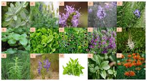 Image result for Lamiaceae
