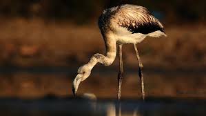 Flamingo Asagi Dogru Kivrik Olan Gagasi Canli Pembe Renkli Gaga Ucu Siyahtir Bacaklarinin Tamami Pembedir Sili Flamingosunun Ba Canli Pembe Flamingo Kus