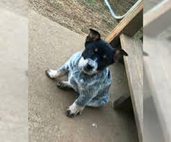 He cannot function around other dogs or he will be violent and destructive around the house. View Ad Australian Cattle Dog Litter Of Puppies For Sale Near Georgia Cartersville Usa Adn 118063