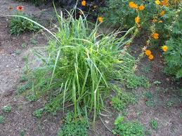 Prefers damp to wet soils. Yellow Nutsedge