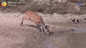 Ever Seen How Deer Drinks From A Lake Animals Funny Animals Funny Photoshop