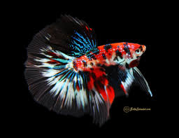Bekijk onze halfmoon betta selectie voor de allerbeste unieke of custom handgemaakte items uit onze spullen voor huisdieren shops. Andromeda Galaxy Koi Halfmoon Betta Bettasplendid Com