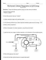 Crash course cell energy worksheet provides a comprehensive and comprehensive pathway for students to see progress after the end of each module. Solved Name Date Period Worksheet Cellular Respiration Chegg Com