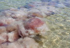 While its taxonomic name is drymonema larsoni, this big jellyfish is called the pink meanie. Bloom Of Pink Meanies Jellyfish Bob Offshore Bay County With Video News Panama City News Herald Panama City Fl