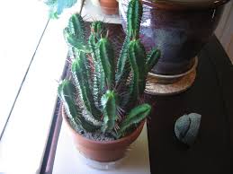 Image result for Euphorbia griseola