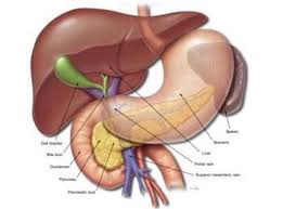 The pancreas is arbitrarily divided into head, uncinate process, neck, body and the pancreas is prismoid in shape and appears triangular in cut section with superior, inferior, and. Pancreas And Its Function