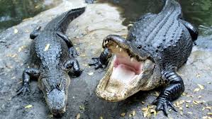 Secret Revealed: How Crocodiles Cross Oceans | Live Science