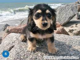 These pictures are typical of the puppies our mamas produce. Kennel Free Dachshunds Puppies From Wilmington Nc Daschund Puppies Dachshund Puppies For Sale Dachshund Puppies