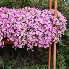 Image result for foto surfínie