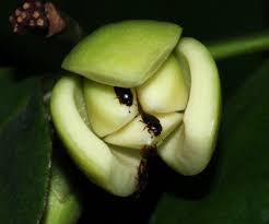 Image result for Marantochloa purpurea