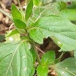 Image result for Asystasia mysorensis