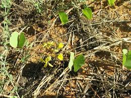 Image result for Tylosema esculentum