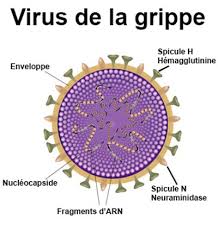 Jan 02, 2021 · par ailleurs, le contact étroit avec un cas de grippe, doit dater de moins de 48 h et répondre aux critères suivants : Grippe Virus De La Grippe Symptomes Traitement Definition Docteurclic Com