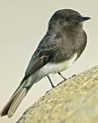Black Birds In California Black Phoebe Birds Bird Photo Bird