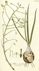 Image result for Crepidorhopalon namuliensis