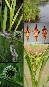 Image result for Panicum margaritiferum