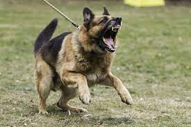 The Dark Side Of Socialization Fear Periods And Single Event Learning Dr Jen S Dog Blog