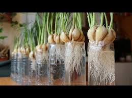 Jan 11, 2019 · best time to plant garlic garlic can be planted most of the year in warmer climates, but in cool climates the traditional planting time is october (zone 5). Pin By Frances Jennings On Garden Planting Garlic Growing Vegetables Growing Garlic