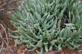 Image result for Hereroa