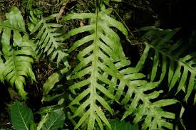 Image result for Microsorum scolopendria