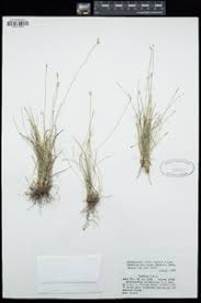 Image result for Abildgaardia