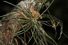 Image result for Microcoelia exilis