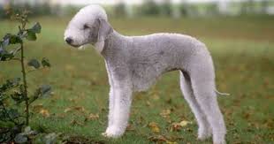 Bedlington Terrier Bedlington Terrier Puppy Terrier Dog Breeds Dog Breeds