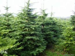 Deocamdată, brăilenii nu se înghesuie să cumpere, însă vânzătorul are răbdare, ştiind că are marfă bună, românescă, cu parfum de cetină autentic, şi că. Brazi Gradina In Bucuresti Ilfov Olx Ro