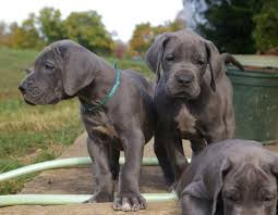 This depends on several factors such as their age, coat colors and markings, and whether they have show parents. Adopt Great Dane Puppies Buy Sell Puppies Online In India