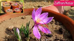 Saffron Ko Gamalon Mein Ugaane Ka Tareeka Urdu Hindi Youtube Plant Care Plants Indoor Plants