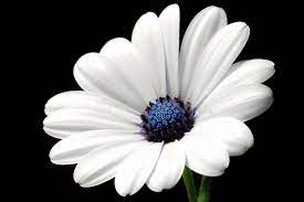 Black and white photography has a way of letting the viewer really experience the image. Simple Light Clean White Flower Black Background Stock Photo Image Of Clean Dark 111601822