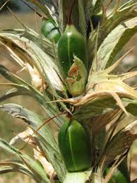 Image result for Erlangea