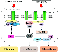 Markus jung is on facebook. Neural Tissue Engineering The Influence Of Scaffold Surface Topography And Extracellular Matrix Microenvironment Journal Of Materials Chemistry B Rsc Publishing