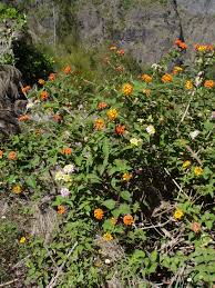 Image result for Lantana moldenkei