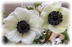 Flores Zaira