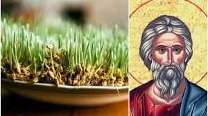 Daca alegi sa pui in burete, trebuie sa alegi niste bureti de vase noi, nefolositi. Cand Se Pune La IncolÅ£it Graul De Sfantul Andrei Antena 3