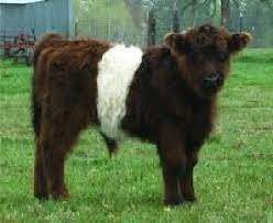 Maverick is asdr registered, and dna tested clear for aussie panel. Guide To Miniature Cattle Breeds For Small Modern Homesteading Farm