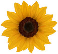 Sunflower Png Clipart Image The Best Png Clipart Sunflower Png Sunflower Images Sunflower Clipart