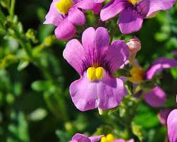 Image result for Nemesia fruticans