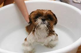 I use it on my dog and don't bother buying any special shampoo. Is Johnson And Johnson Baby Shampoo Safe For Dogs Pasteurinstituteindia Com