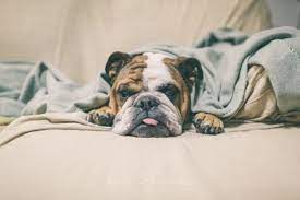 From dryer sheets to window squeegees there's plenty of household items that are great at. How To Get Dog Hair Off Blankets Simple Methods That Truly Work By Largereviews Medium