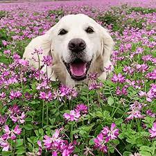 Mehr als 120 campingplätze in frankreich. Dog Flower Gif Dog Flower Smile Discover Share Gifs
