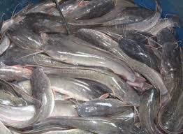 Maybe you would like to learn more about one of these? Ciri Ciri Ikan Lele Morfologi Klasifikasi Peran Sifat