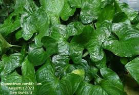 Image result for Cyanastrum johnstonii