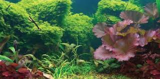 Image result for Terrarium Cling Background