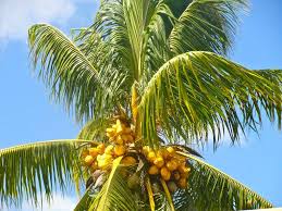 Image result for Cocos nucifera